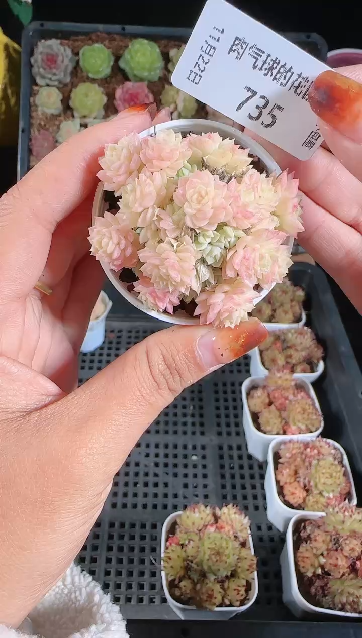 1122-735群生不包整
