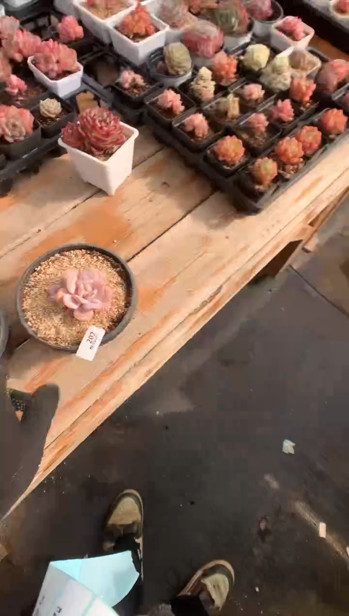 202奶茶一物一拍多肉植物