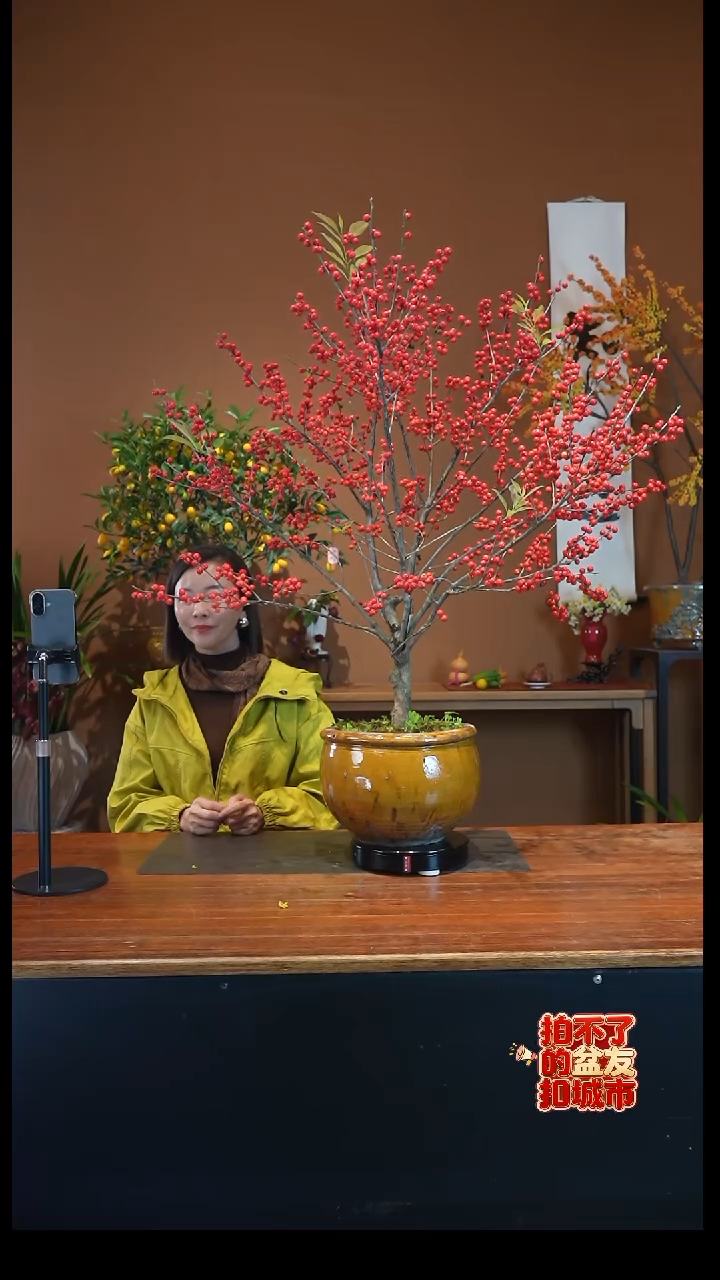 全部花朵冬青盆景盆景盆景