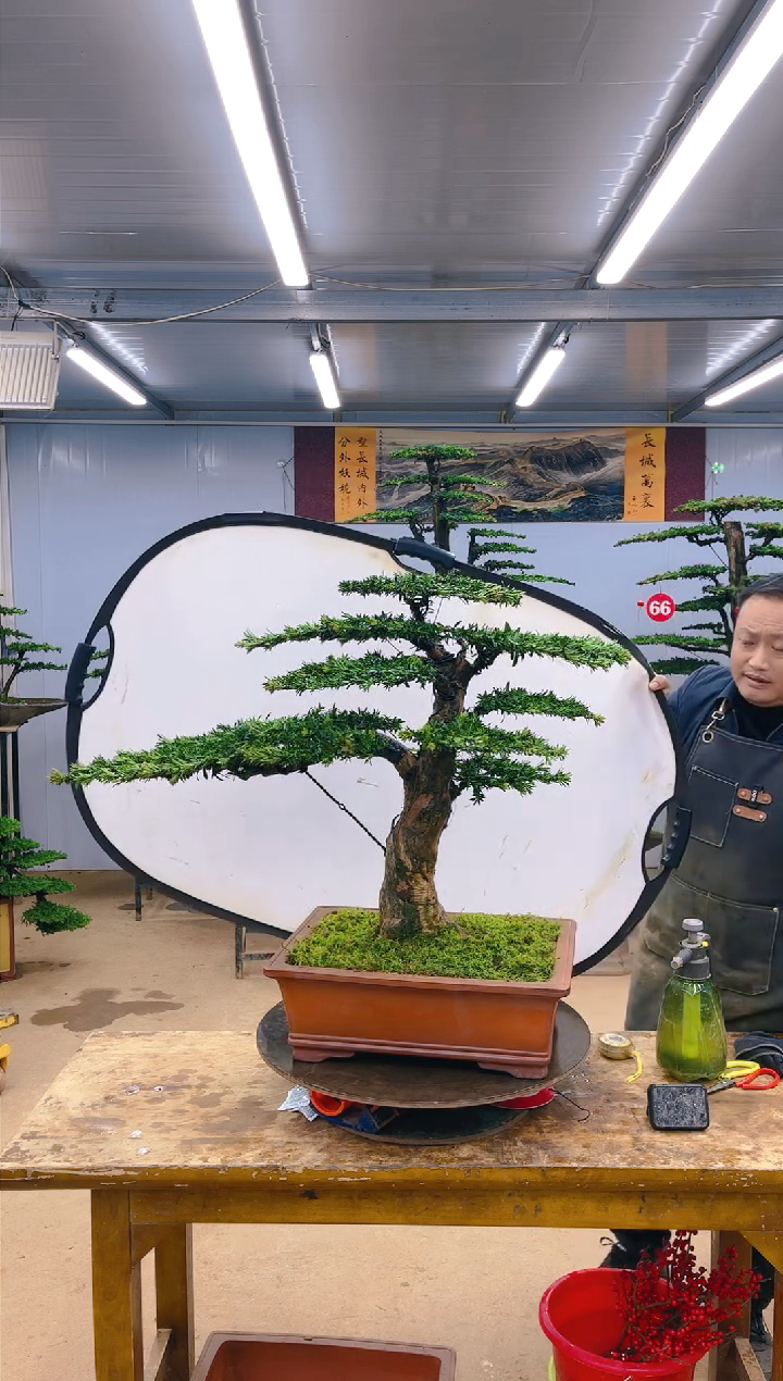 【闪购商品】精品盆景  一物一拍