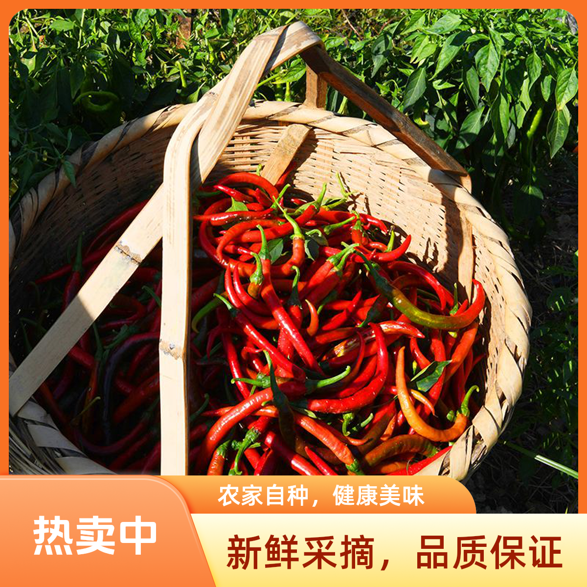 湖南农家红辣椒（剁椒.泡椒.辣椒酱.炒菜）