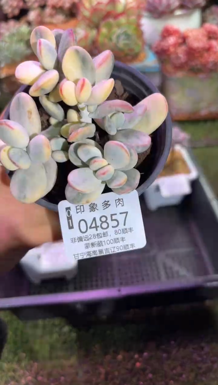 【闪购商品】04857