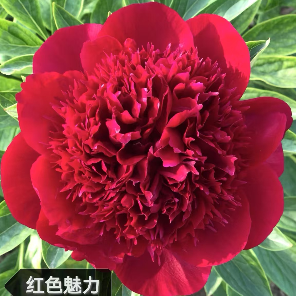 进口芍药红色魅力   先发肥