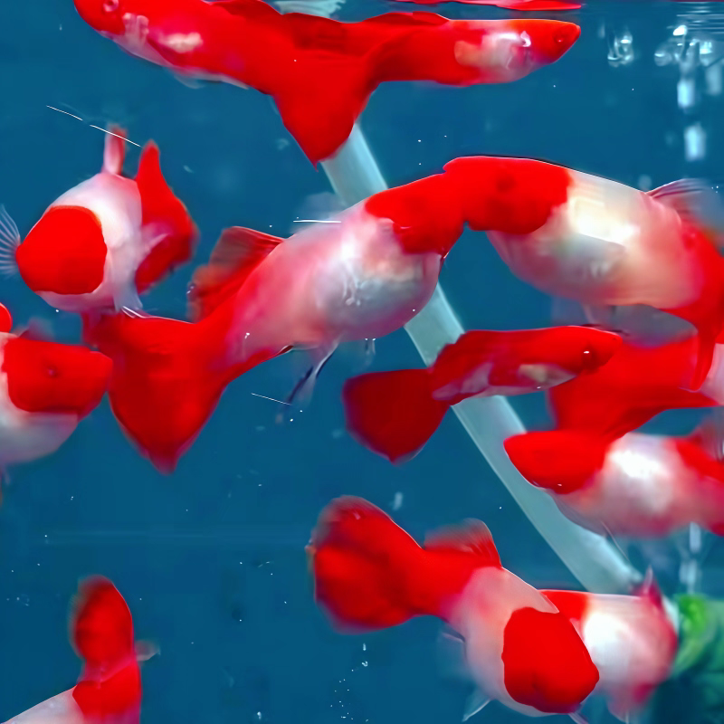 精品红运当头双分水  小型热带观赏鱼好养