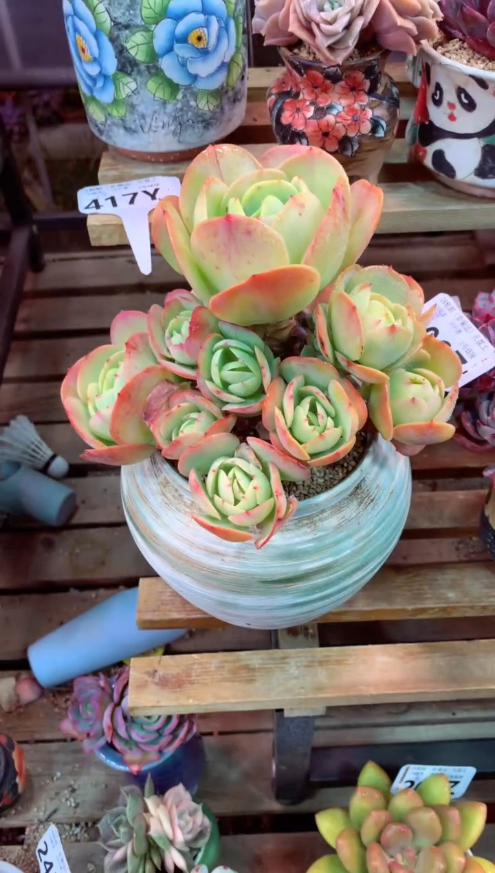 206Z（一物一拍，精品多肉，w所见即所得 ）