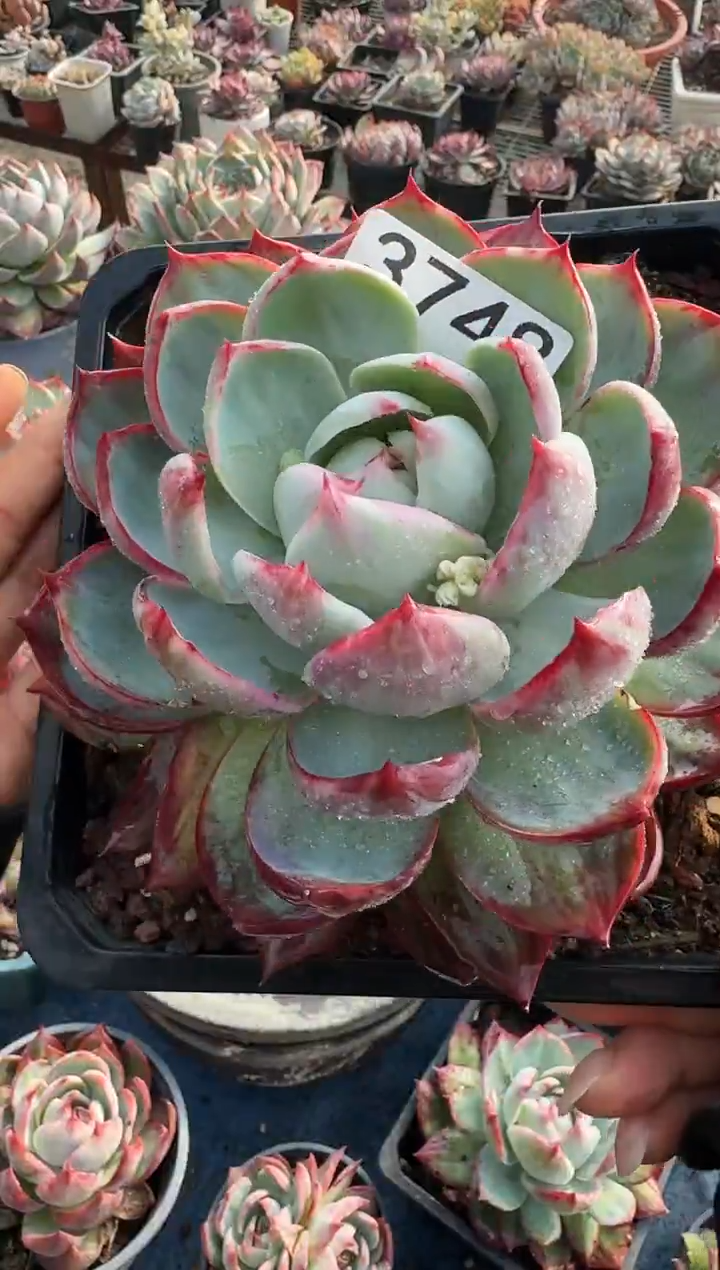 3748惊鸿仙子（裸根发货）