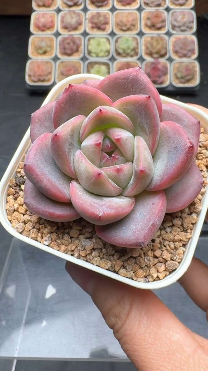 【闪购商品】209号珍妮多肉一物一拍3单包邮