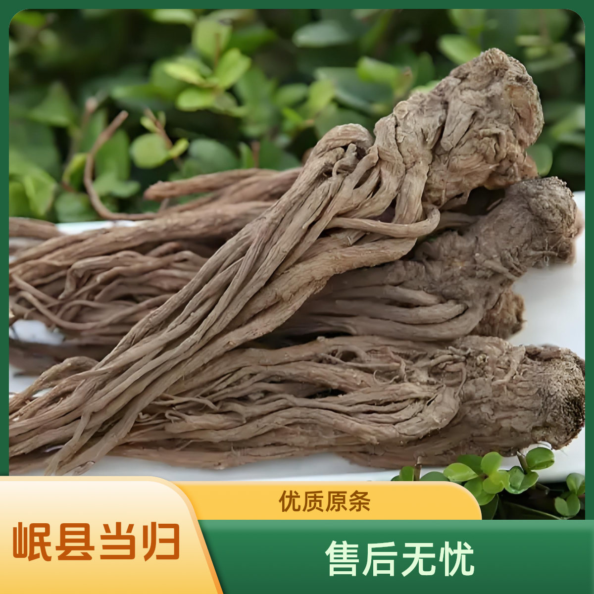 正宗甘肃岷县精选当归原条刷须取尾