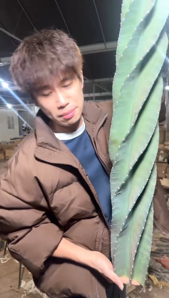 高100-120cm 秘鲁苹果【无根】