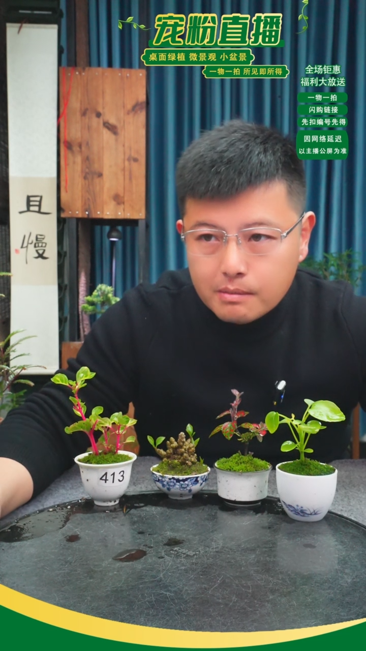 无花朵儒**香苔藓微景观413号