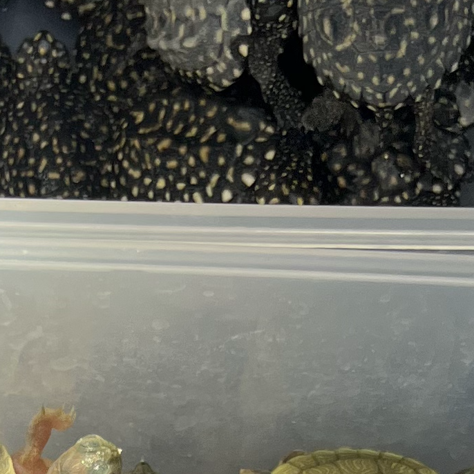 斑点小苗子卡2-3