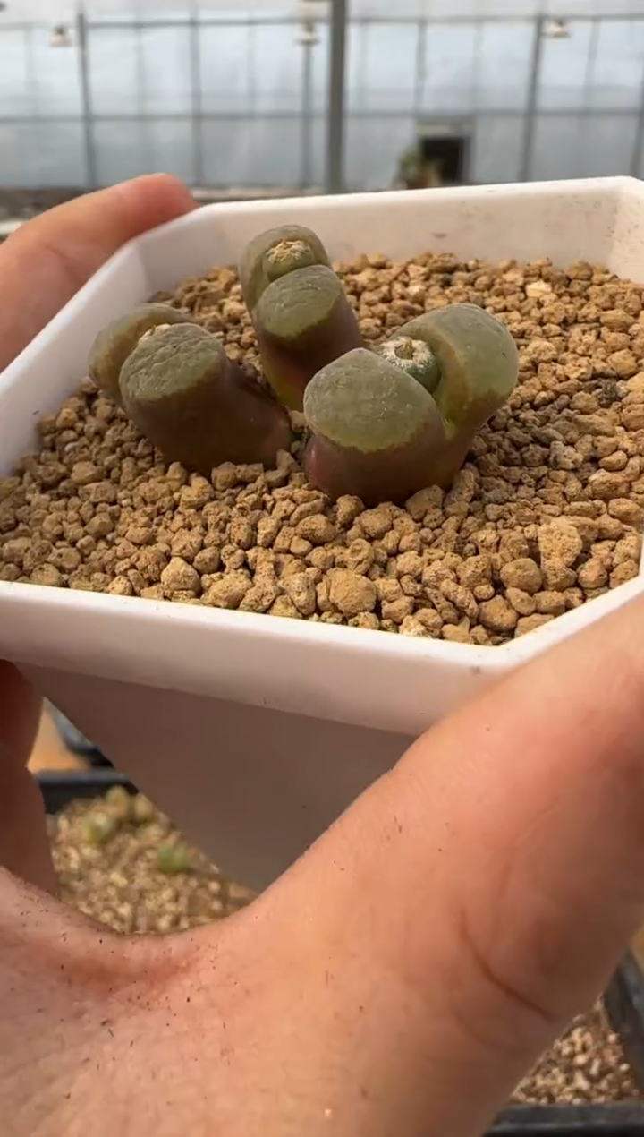 【闪购商品】20-126