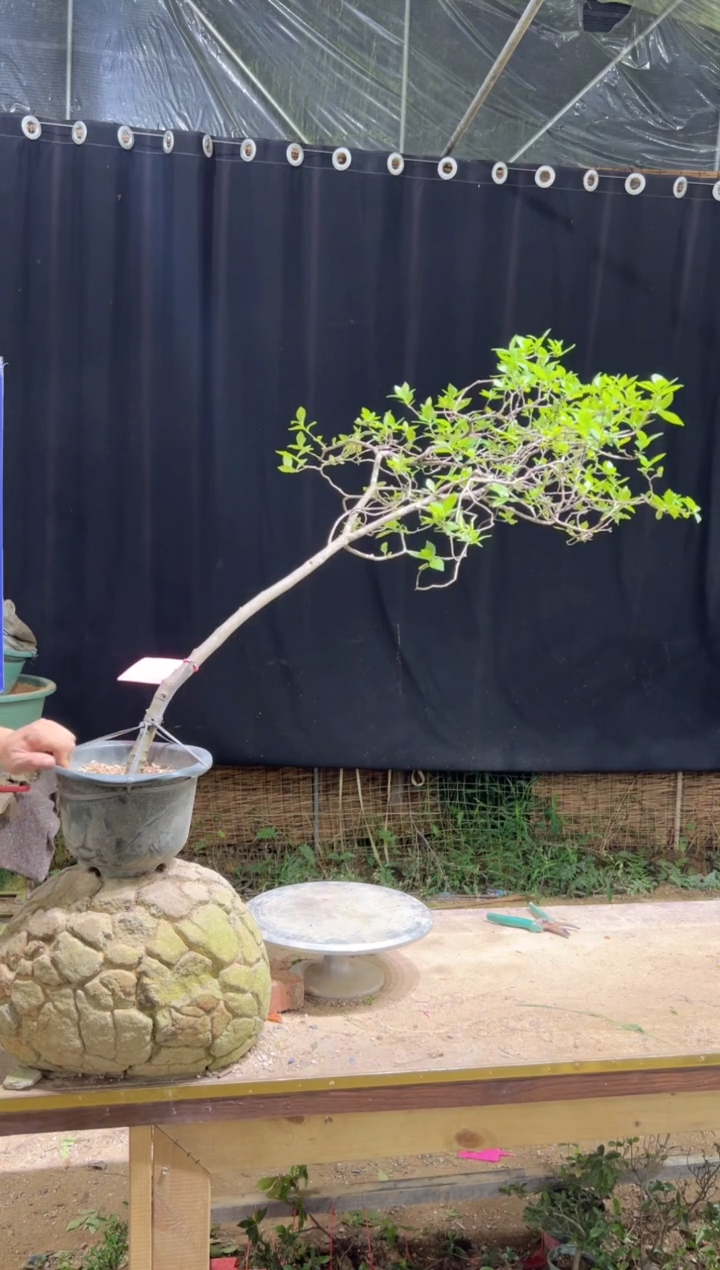 当前无花栽培后可以开花卓*海岛栀子花