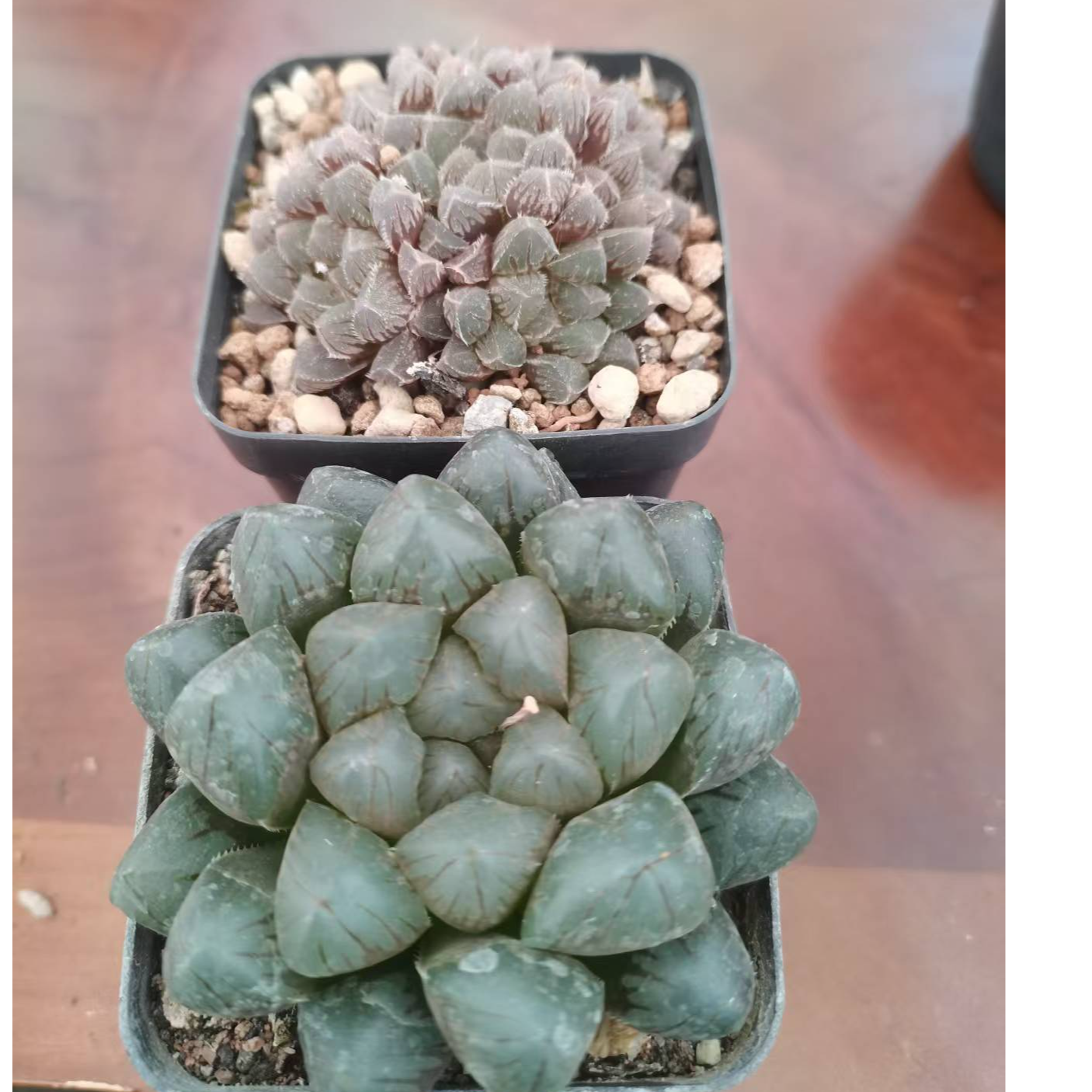 【粉丝福利】十二卷类红岩加龙爪带盆带土发货