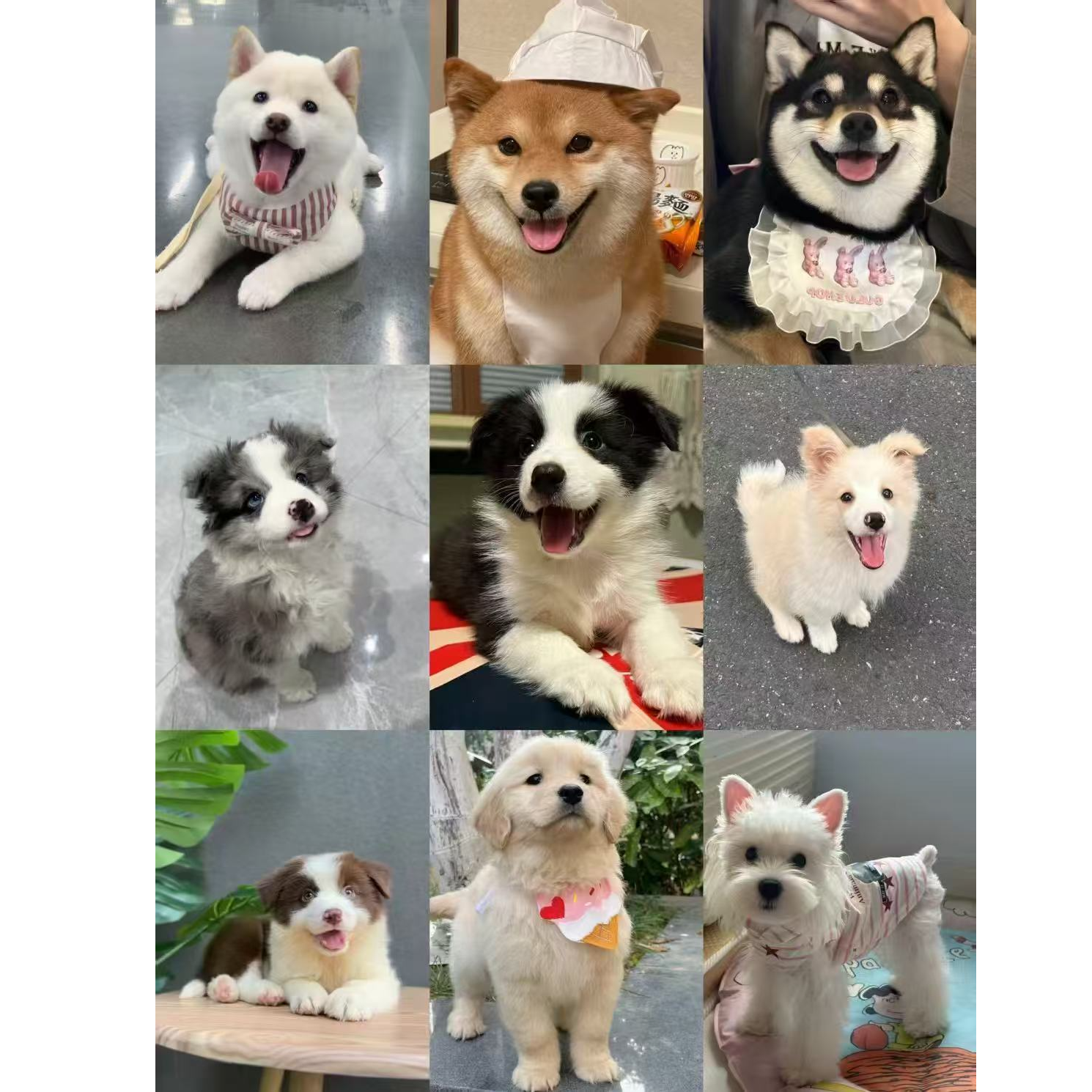 （西安阿旺家）T狗狗活体