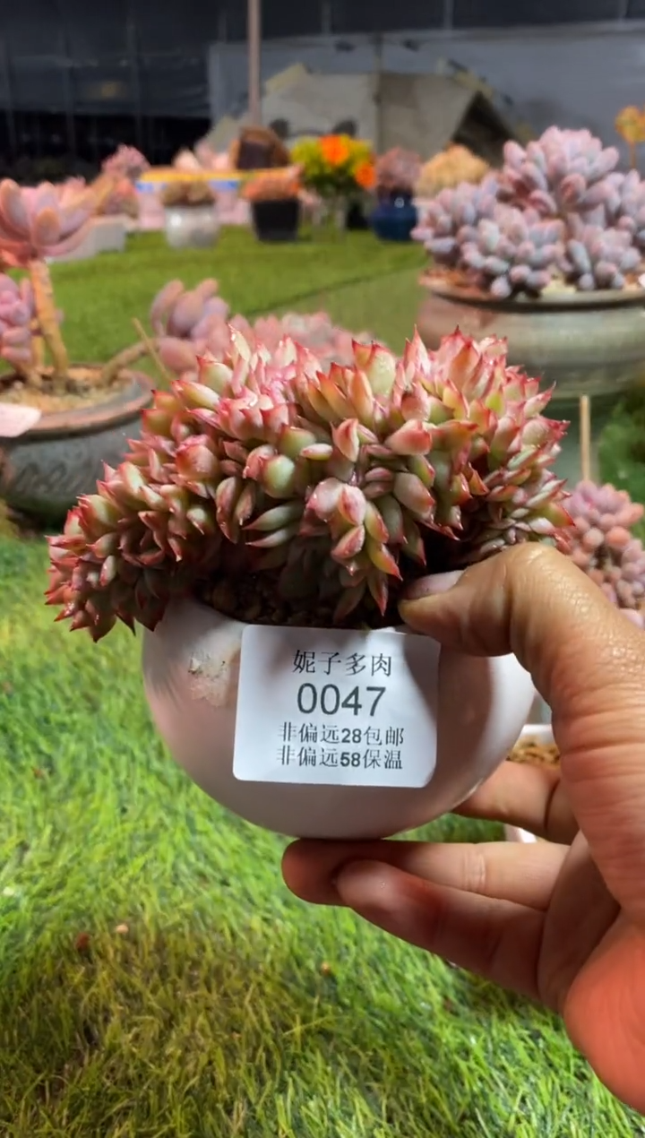 【闪购商品】0047a