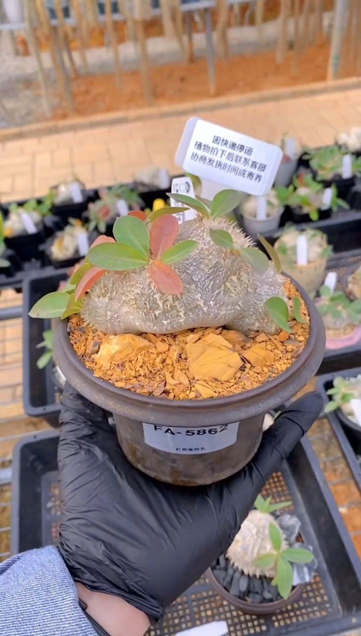 【闪购商品】惠比须笑FA-5862