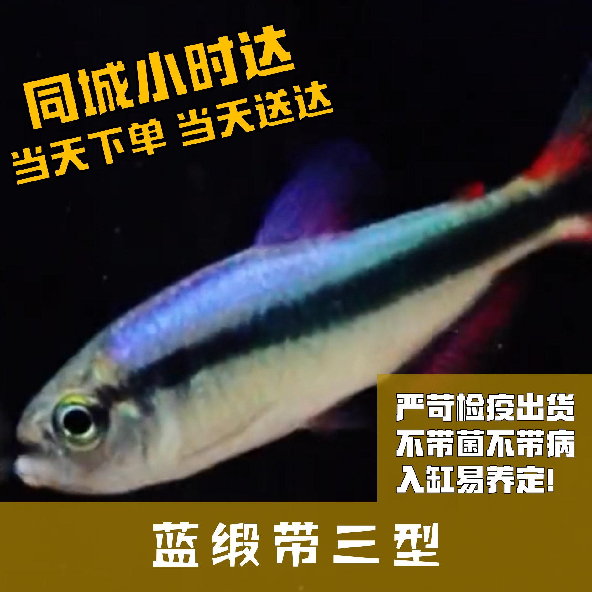 Boo小鱼蓝缎带三型小型灯科鱼