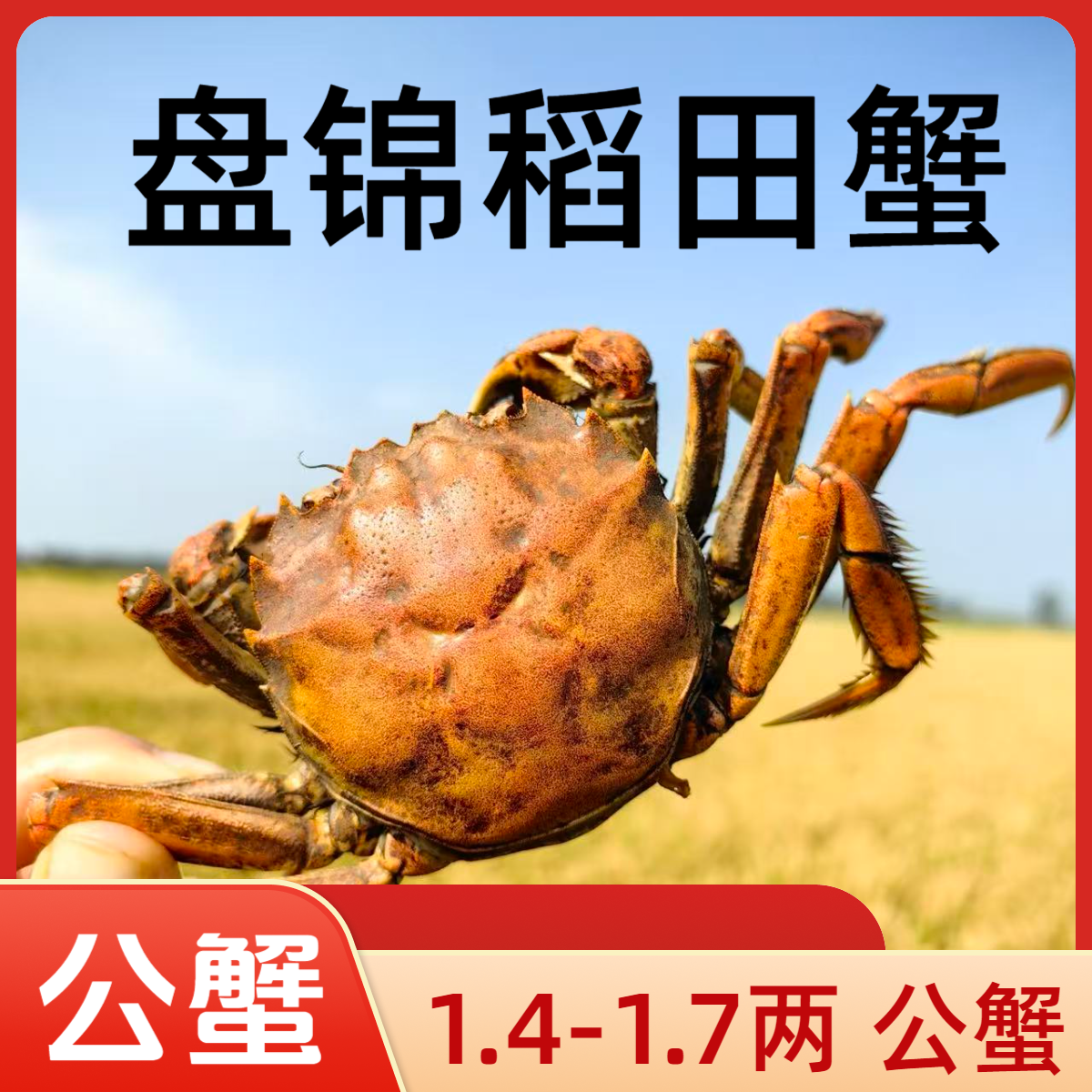 【活蟹】盘锦河蟹海鲜盘锦河蟹公蟹1.4-1.7两规格3斤