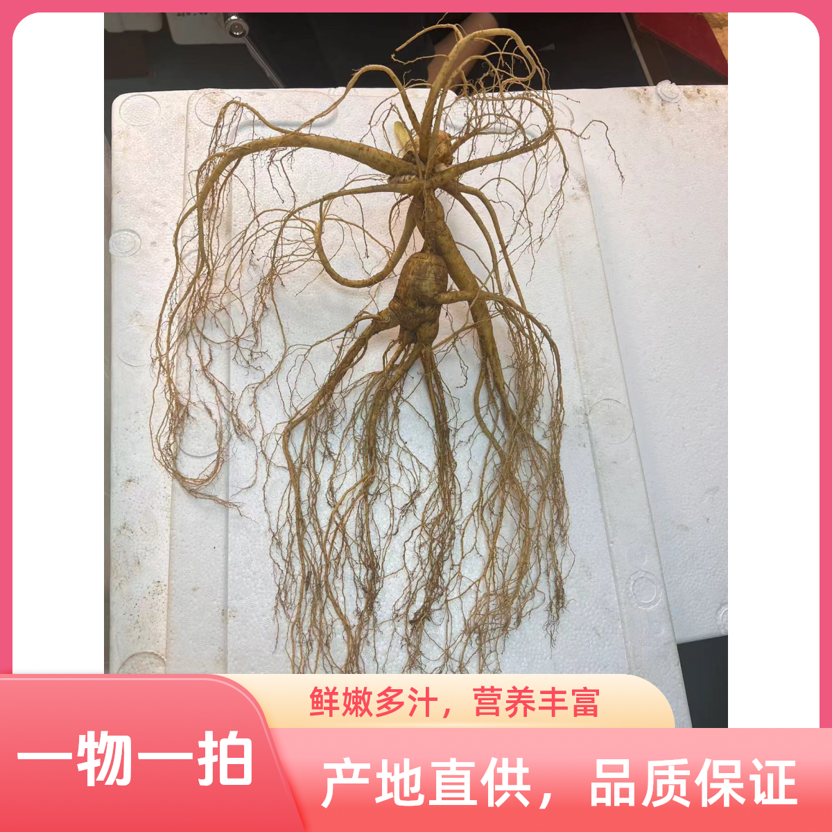 长白山林下参可泡酒煲汤适合送礼一物一拍链接