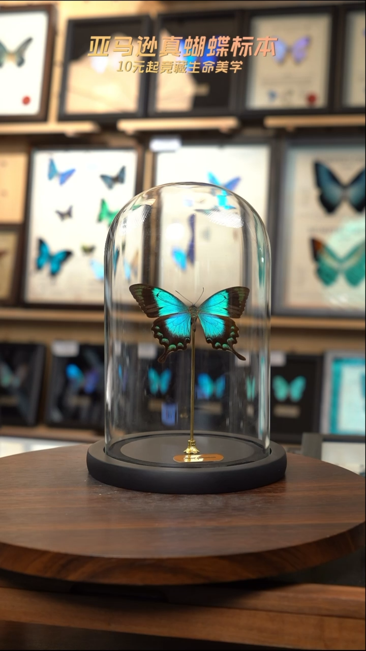 S***陆五斑翠凤蝶h194