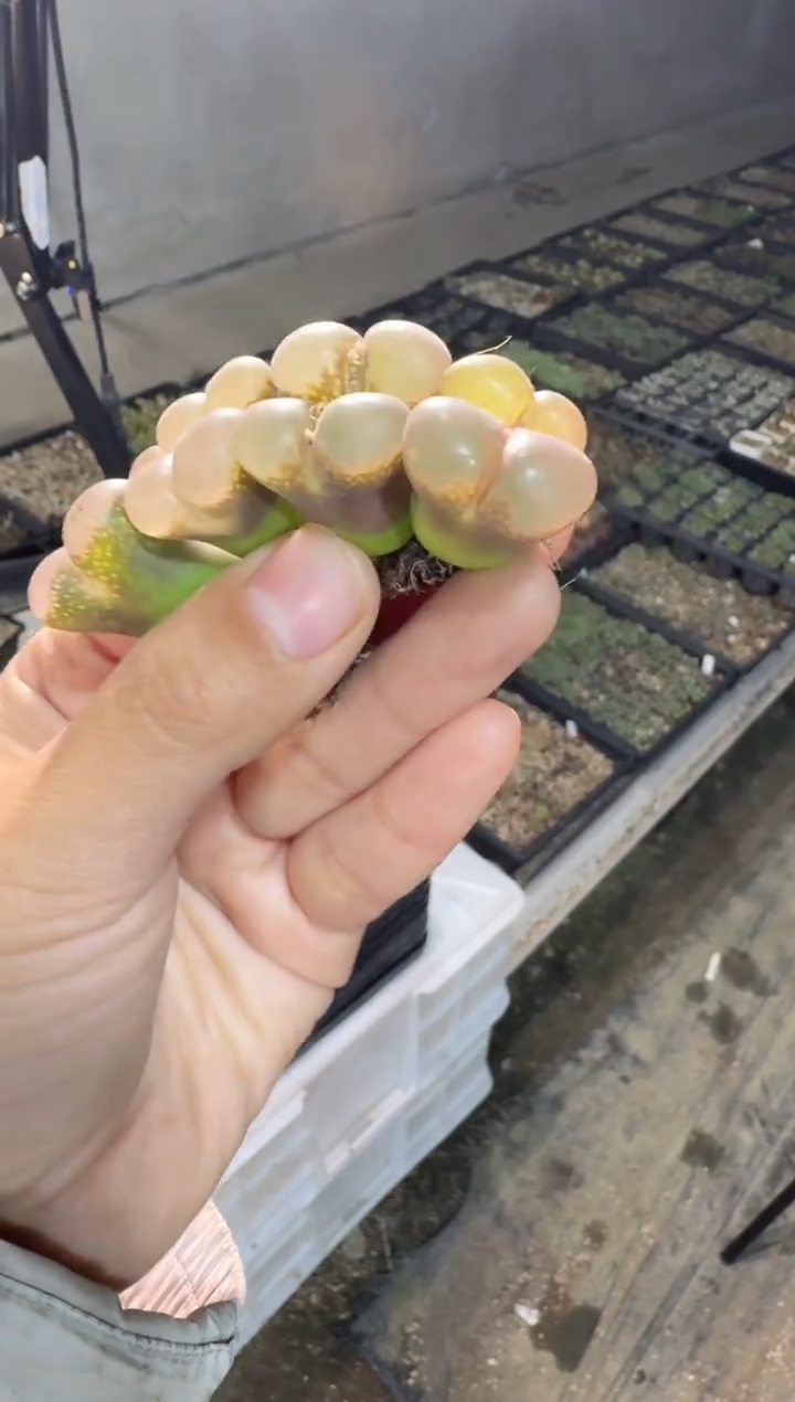 【天津专属】172多肉植物肉锥粉云纱一颗