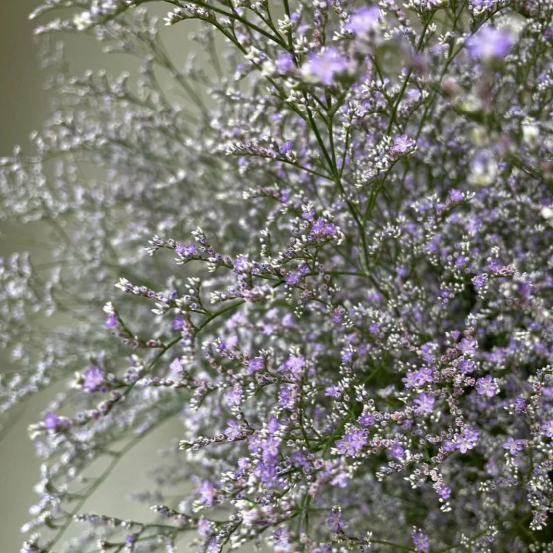 【情人草】稀有小众水培鲜花花期长
