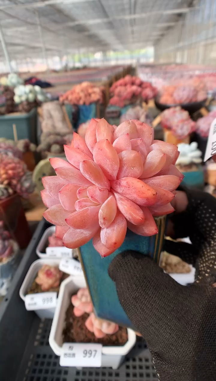 100雪天使一物一拍