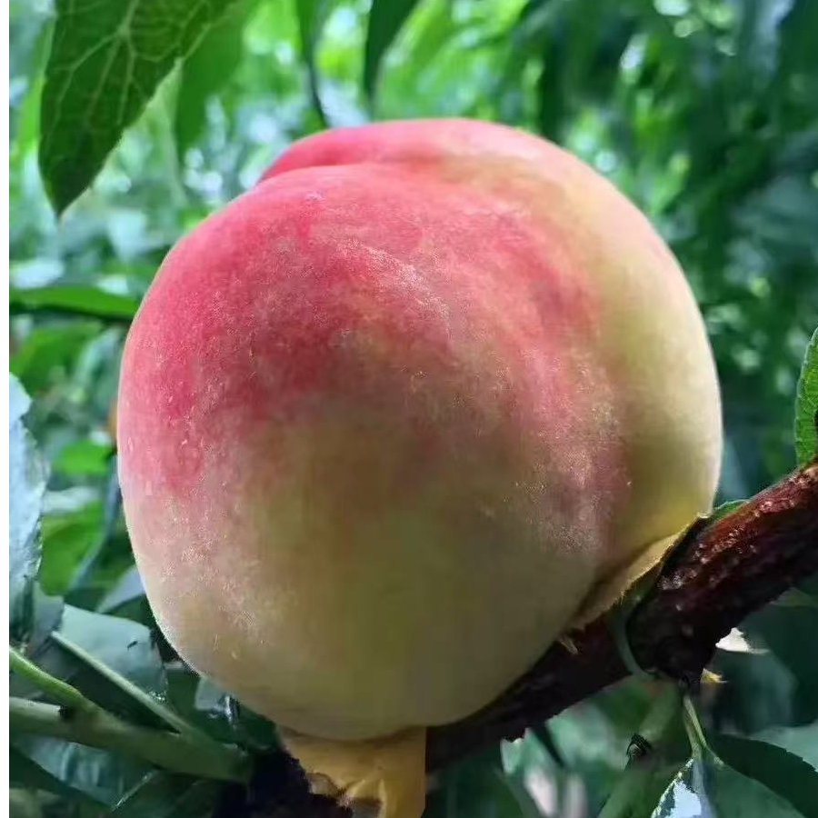 阳山水蜜桃 当年苗