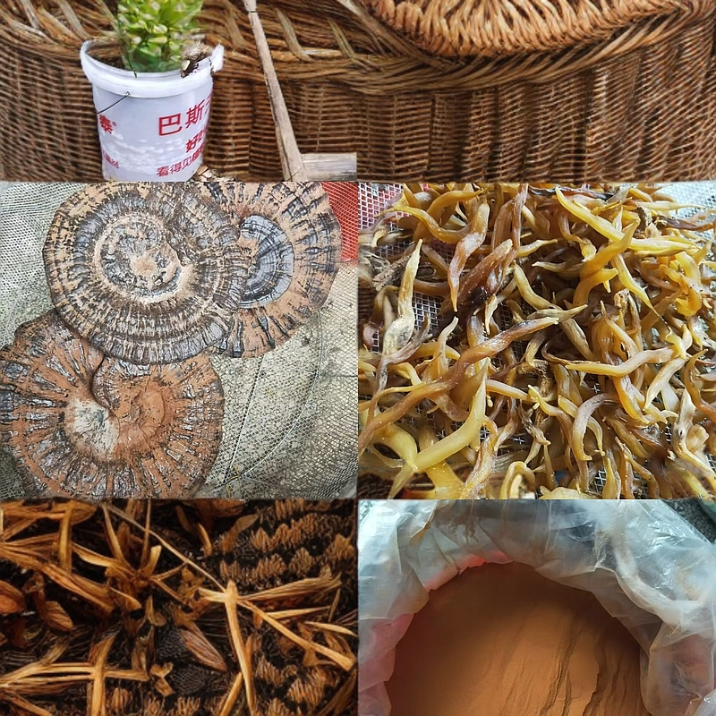 【深山老林】新鲜深山多品种品类植物种苗根茎特产包邮黄精