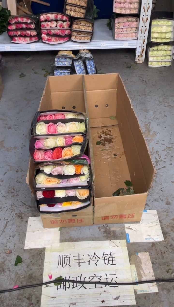 混色玫瑰40枝       