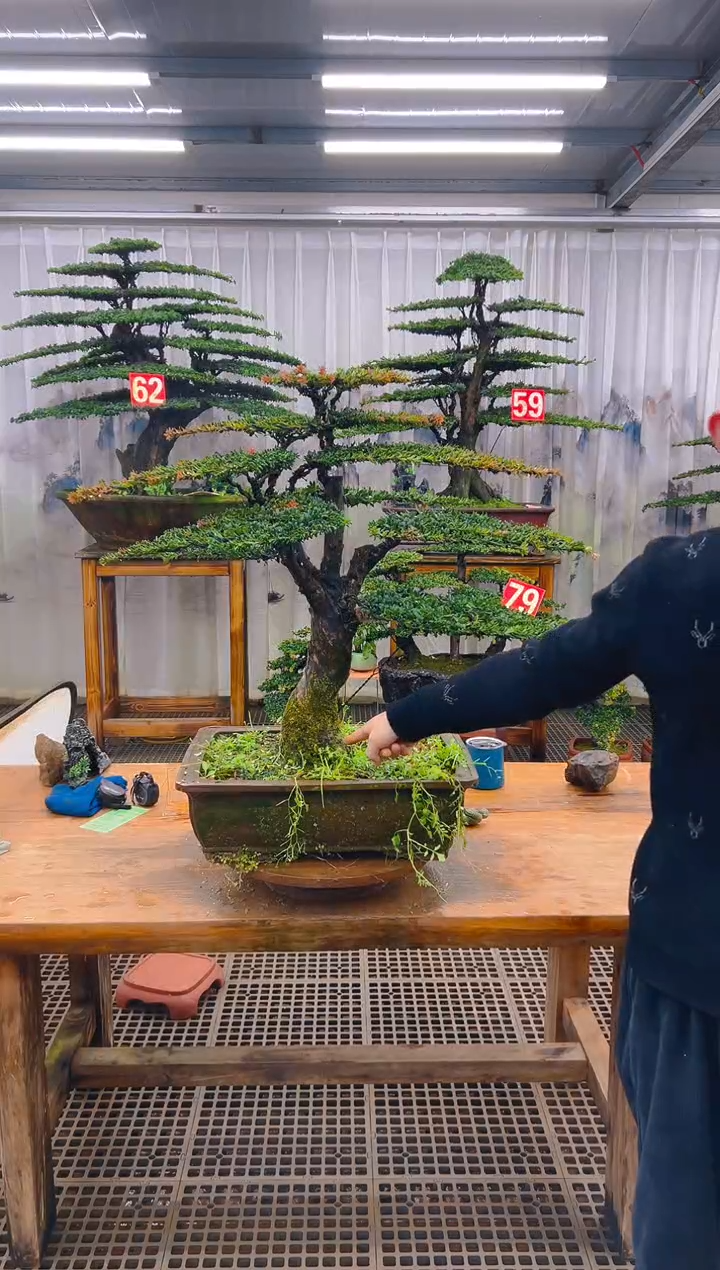 无花朵卢*精品盆景直播间一物一拍