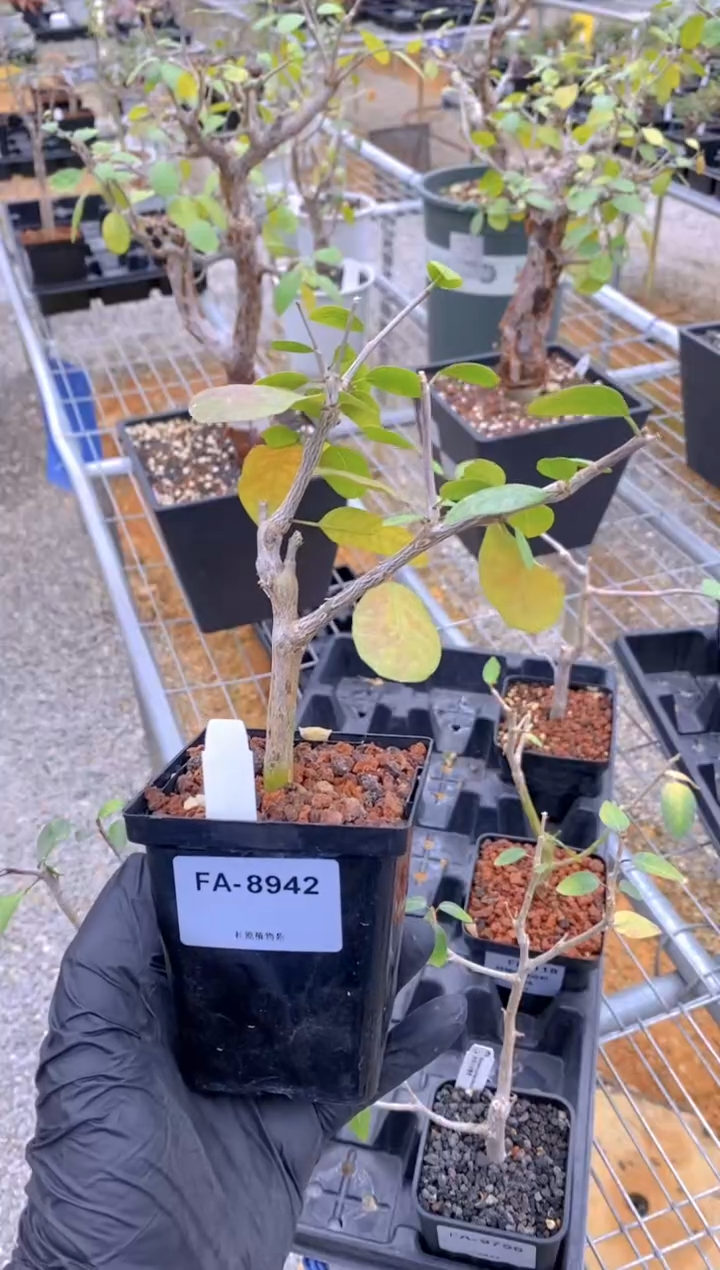 【闪购商品】扦插舍特达利FA-8942