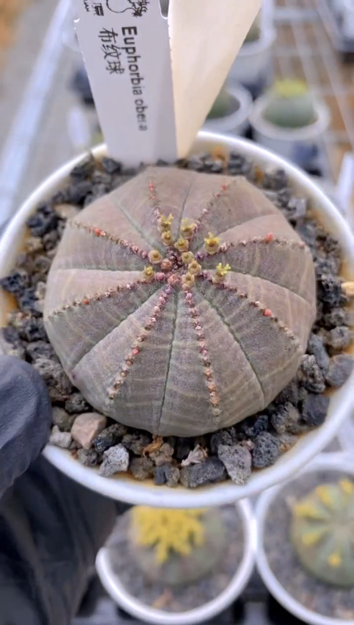 【闪购商品】布纹球FA-9153