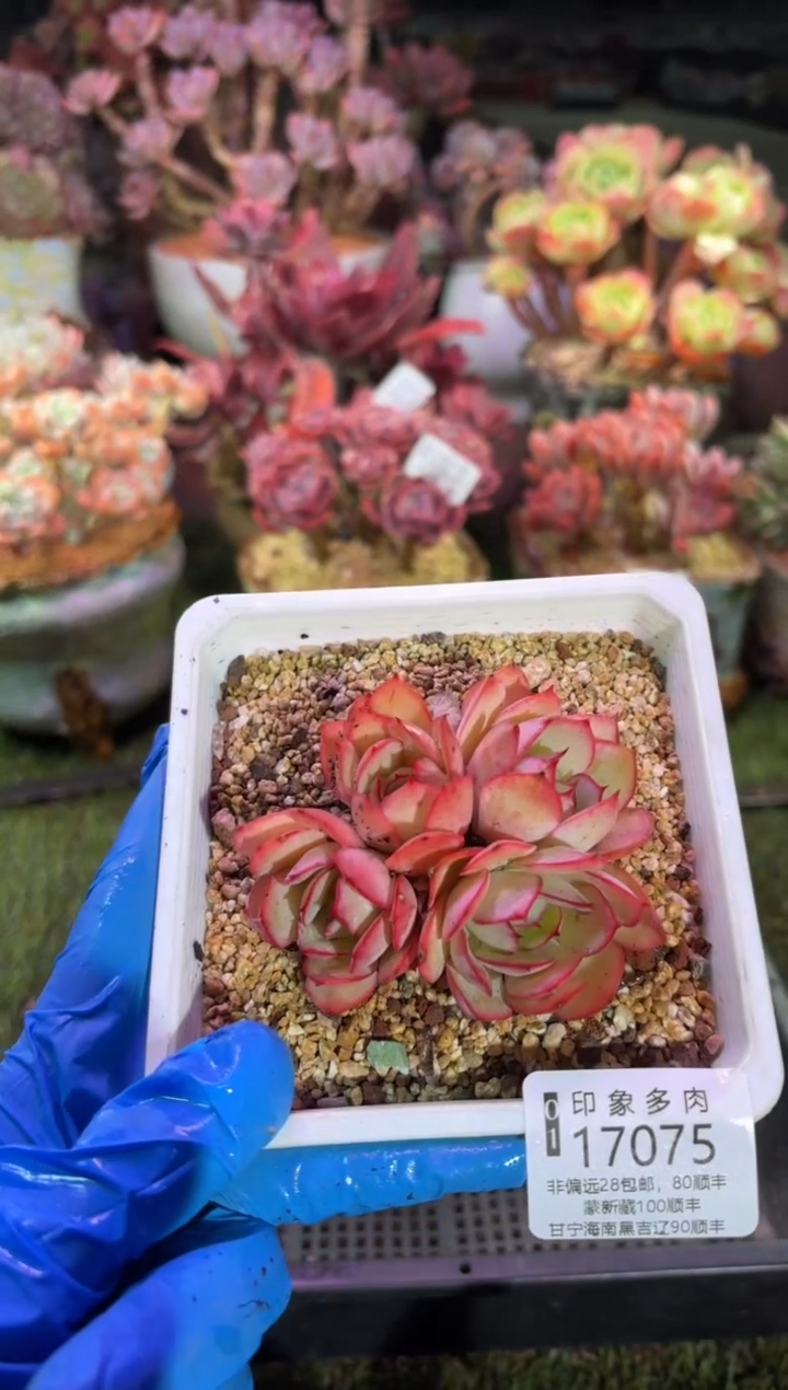 【闪购商品】17075