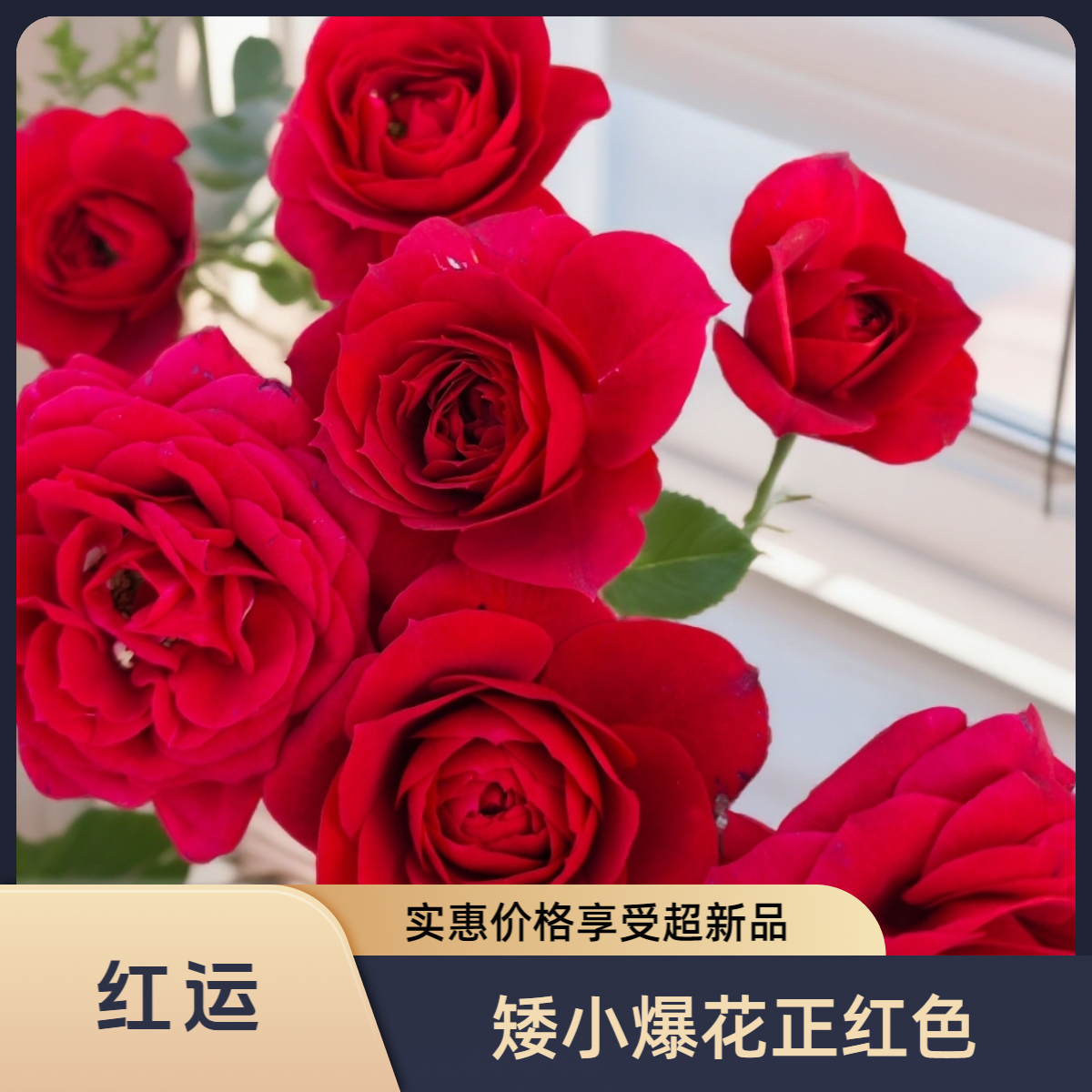 黑哥的花园新品红运月季丝绒质感矮小爆花多季节重复开花耐热耐晒
