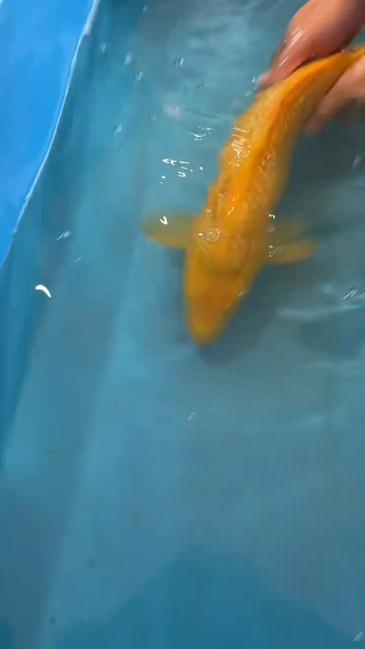 锦鲤太饱锦鲤36cm-45cm不包邮到付