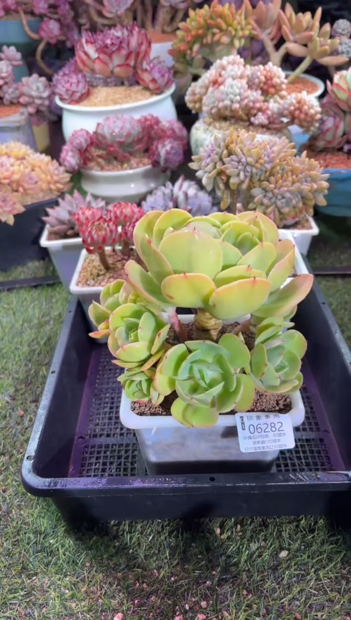 【闪购商品】06282