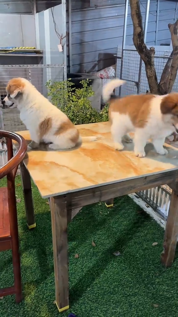 用****3可爱胡中华田园犬一对