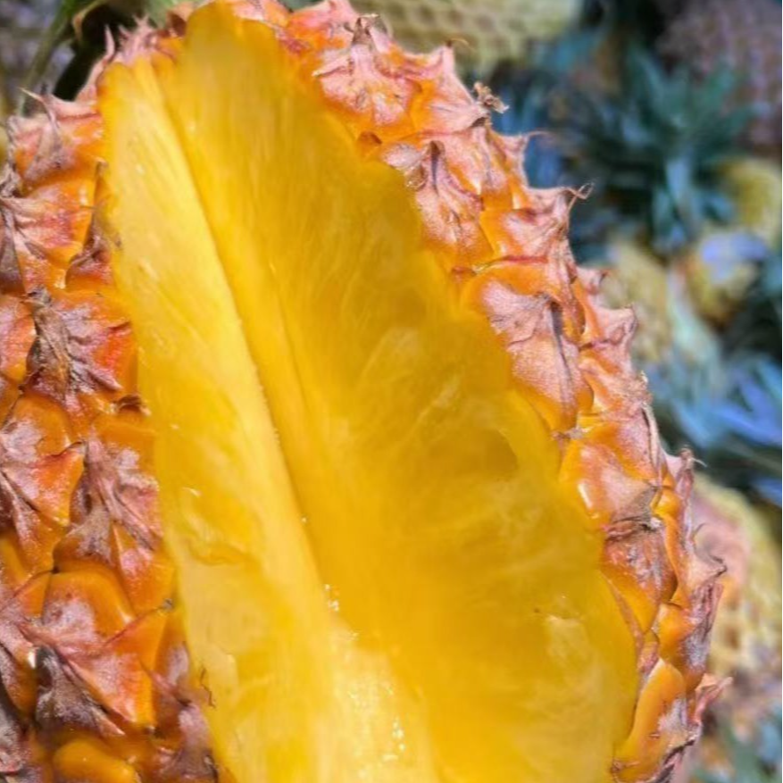 广东徐闻香水菠萝新鲜现摘现摘菠萝