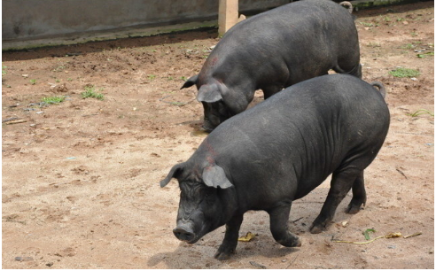农家土猪后腿肉直播间现称