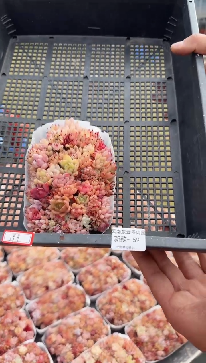 东云多肉园新款-59