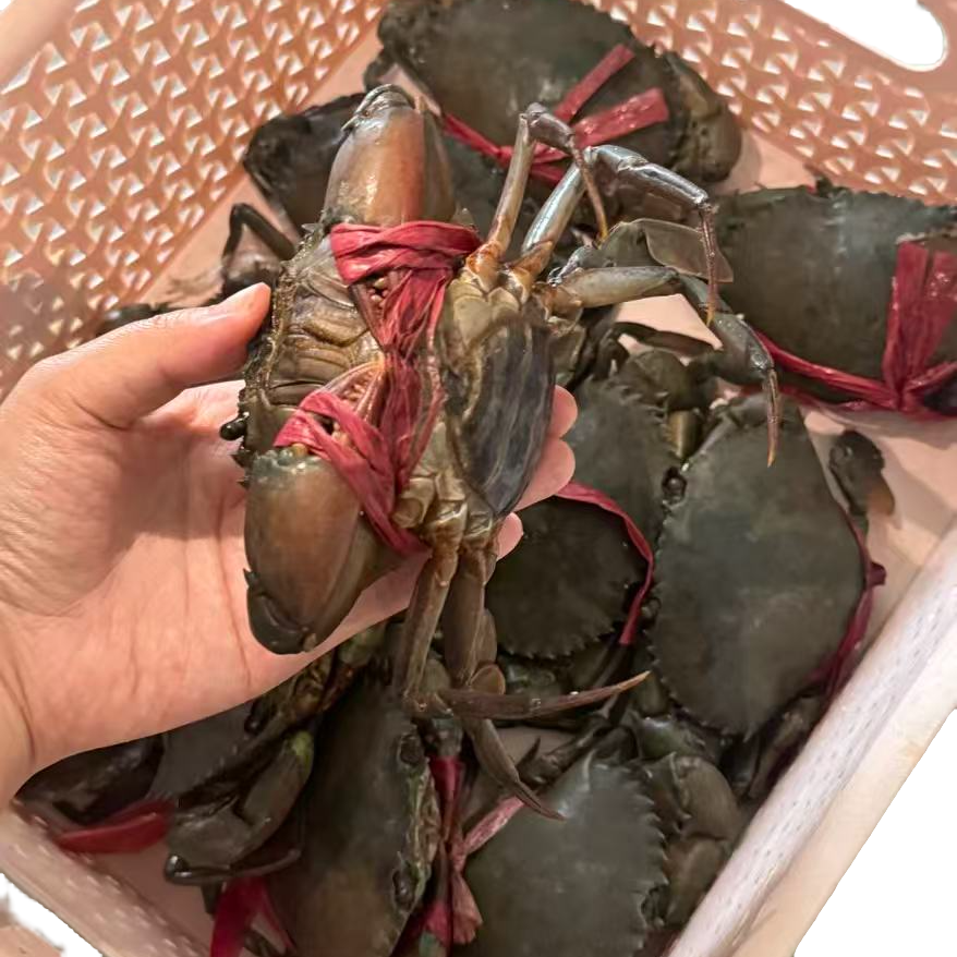 【活发到家】青蟹海鲜红膏蟹螃蟹活发到家有膏有黄2-3两 盛