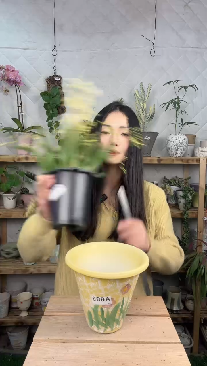 无花朵编号  683景德镇手绘花盆 17x15