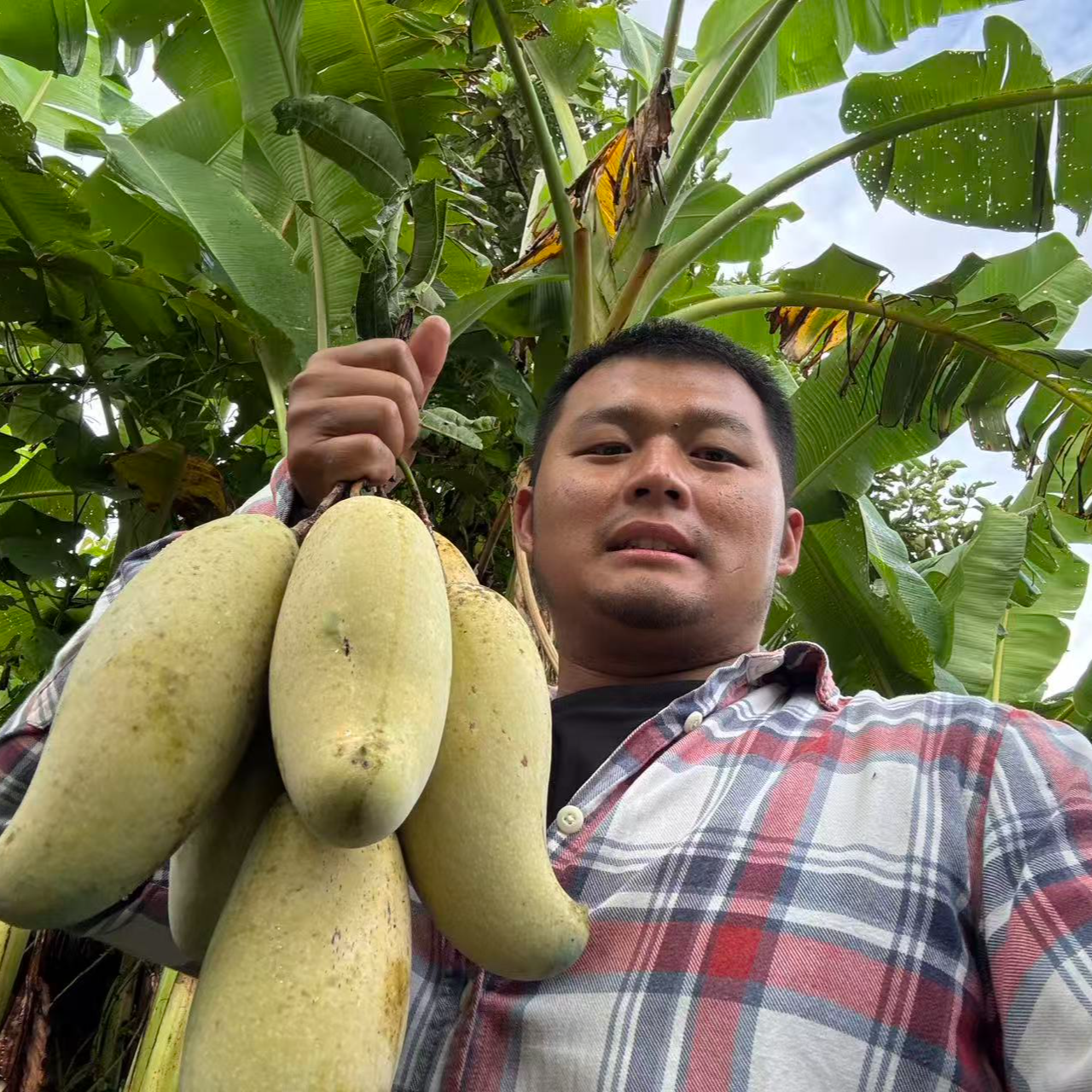 2025年云南景东晚熟芒果香甜多汁果肉丝滑嫩甜富含多种营养