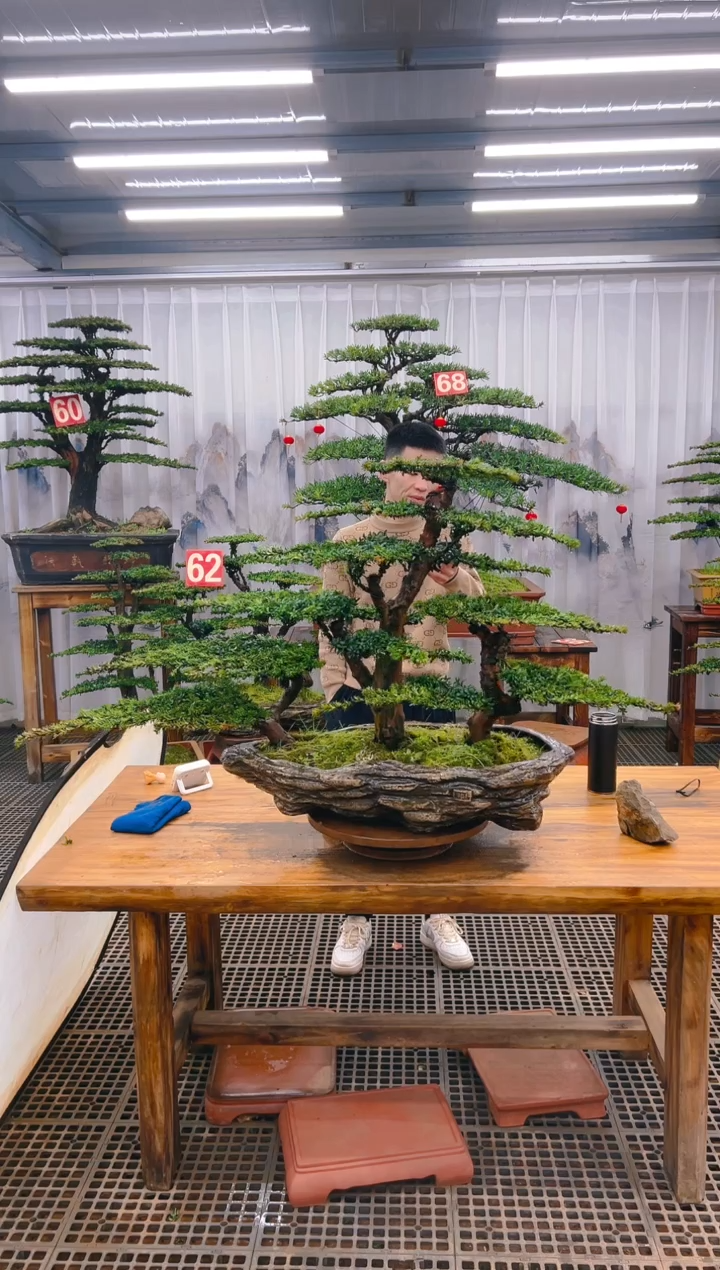 【闪购商品】紫砂精品盆景直播间一物一拍