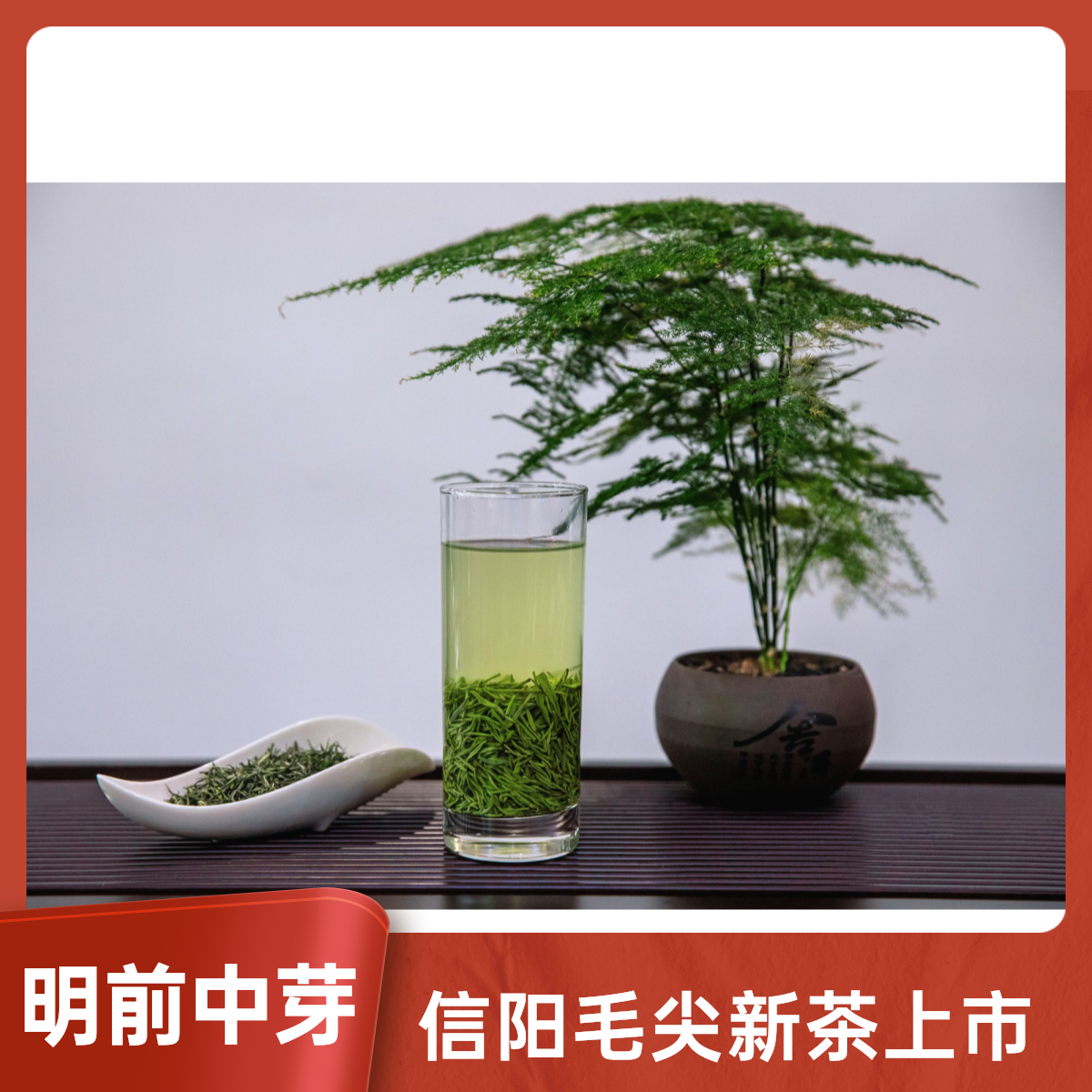 【明前中芽】2025信阳绿茶毛尖新茶