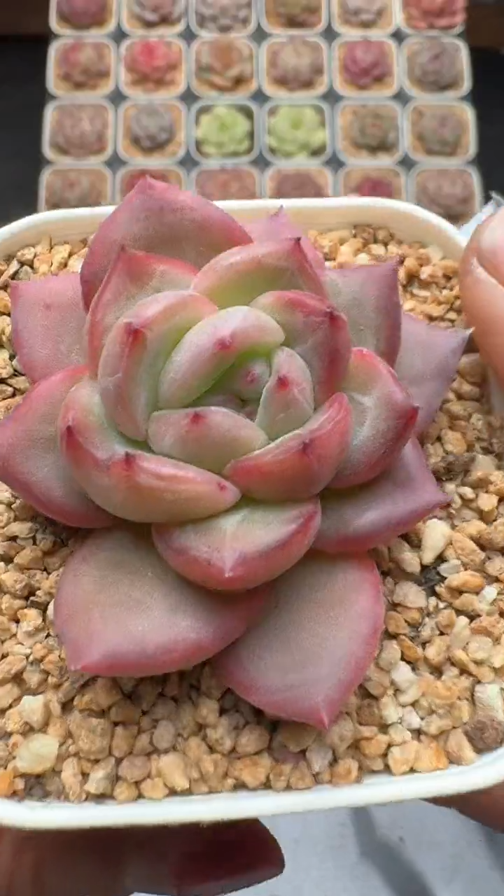 【闪购商品】709号珍妮多肉一物一拍3单包邮