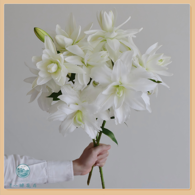 【兰小胖】精选-滑雪板重瓣香水百合 两头5枝装清香型 顺丰包邮 