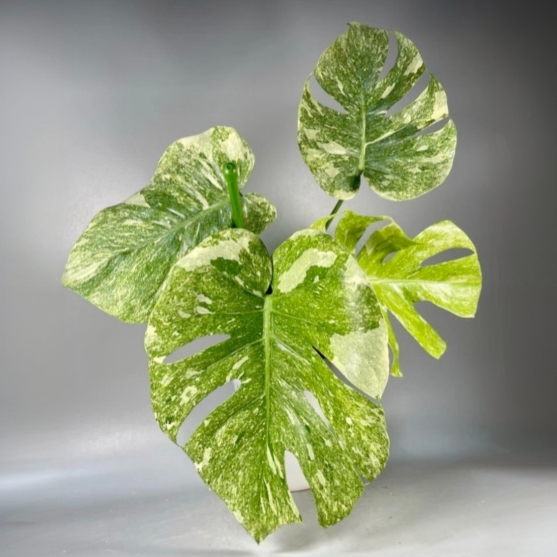 【热植甄选】北欧ins风天南星科锦化高端热带观叶植物A